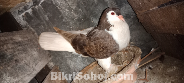 Shiraji female